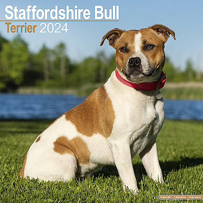 Staffordshire Bull Terrier Calendar 2024 (Square)